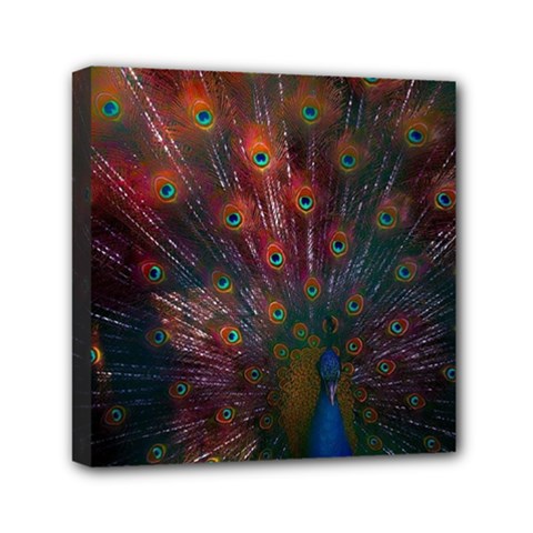 Peacock Feather Bird Mini Canvas 6  X 6  (stretched) by Bedest