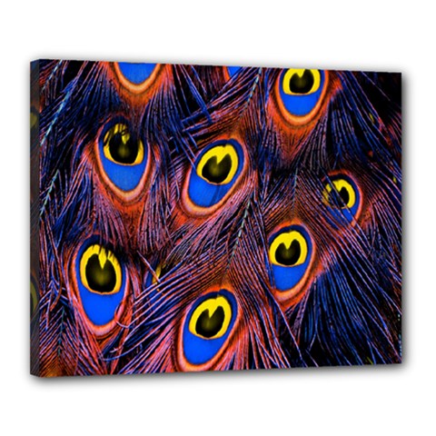 Peacock-feathers,blue,yellow Canvas 20  X 16  (stretched)