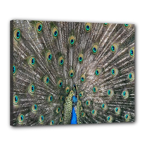 Peacock-feathers1 Canvas 20  X 16  (stretched)