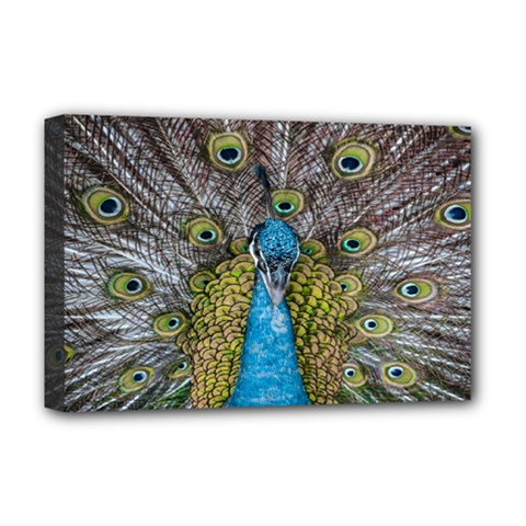 Peacock-feathers2 Deluxe Canvas 18  X 12  (stretched)