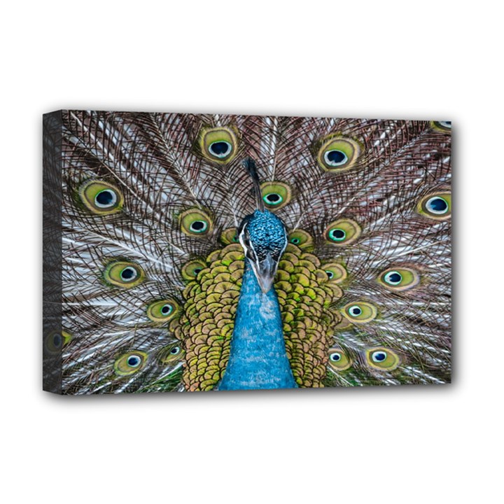 Peacock-feathers2 Deluxe Canvas 18  x 12  (Stretched)