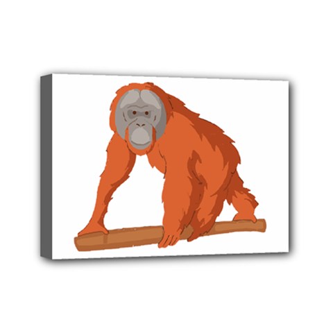 Orangutan T-shirtwhite Look Calm Orangutan 07 T-shirt (1) Mini Canvas 7  X 5  (stretched) by EnriqueJohnson