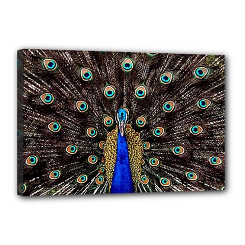 Peacock Canvas 18  X 12  (stretched) by Ket1n9