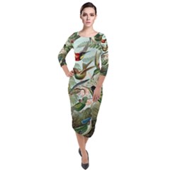 Humming Birds Trochilidae Quarter Sleeve Midi Velour Bodycon Dress by Pakjumat