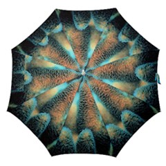 Photo Coral Great Scleractinia Straight Umbrellas