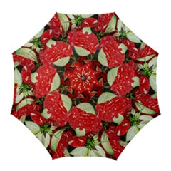 Poinsettia Christmas Star Plant Golf Umbrellas by Sarkoni