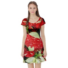 Poinsettia Christmas Star Plant Short Sleeve Skater Dress