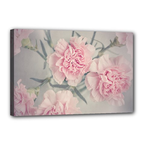 Cloves Flowers Pink Carnation Pink Canvas 18  x 12  (Stretched)