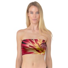 Bloom Blossom Close Up Flora Bandeau Top by Amaryn4rt
