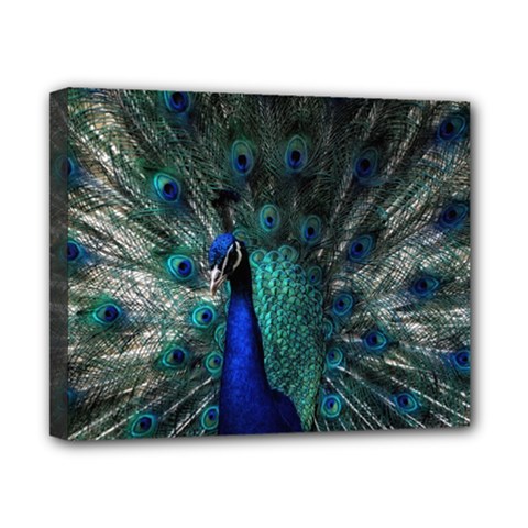Blue And Green Peacock Canvas 10  x 8  (Stretched)
