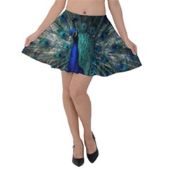 Blue And Green Peacock Velvet Skater Skirt