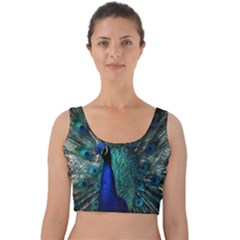 Blue And Green Peacock Velvet Crop Top