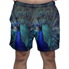 Blue And Green Peacock Men s Shorts