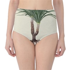 Tree Vector Art In A Flower Pot Classic High-waist Bikini Bottoms