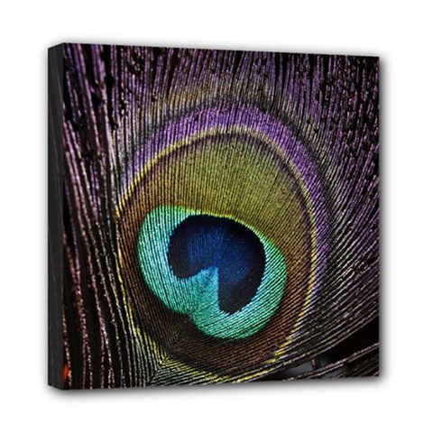 Peacock Feather Mini Canvas 8  X 8  (stretched) by Ket1n9