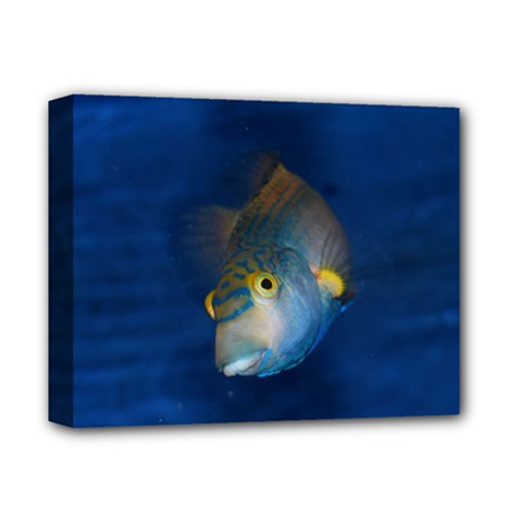 Fish Blue Animal Water Nature Deluxe Canvas 14  X 11  (stretched) by Hannah976