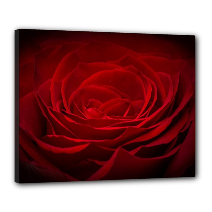 Rose Red Rose Red Flower Petals Waves Glow Canvas 20  x 16  (Stretched)