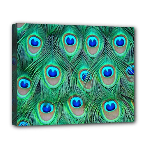 Peacock Feathers, Bonito, Bird, Blue, Colorful, Feathers Deluxe Canvas 20  X 16  (stretched) by nateshop