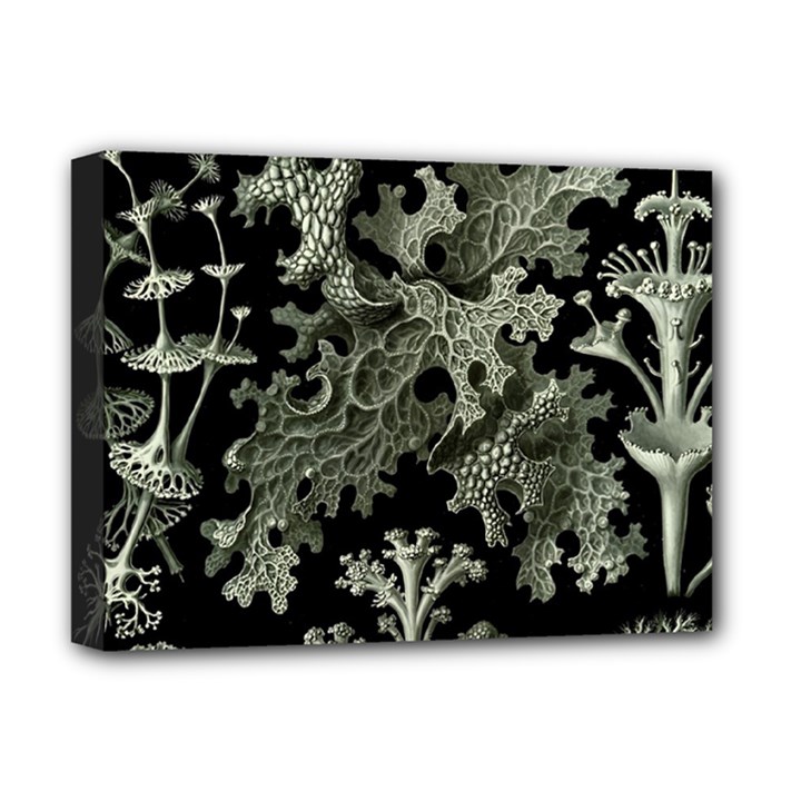 Weave Haeckel Lichenes Photobionten Deluxe Canvas 16  x 12  (Stretched) 