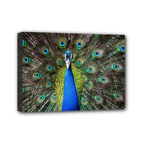 Peacock Bird Feathers Pheasant Nature Animal Texture Pattern Mini Canvas 7  X 5  (stretched)