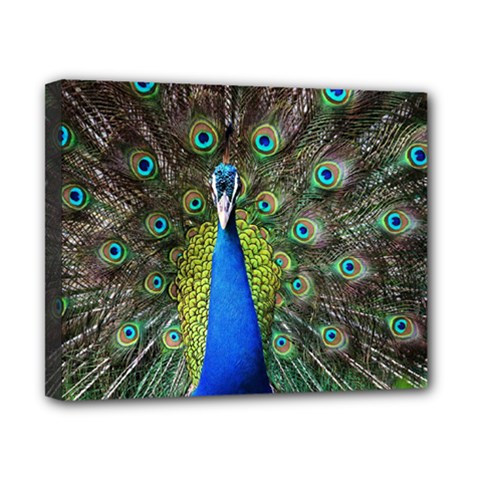 Peacock Bird Feathers Pheasant Nature Animal Texture Pattern Canvas 10  X 8  (stretched)