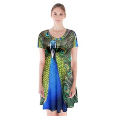 Peacock Bird Feathers Pheasant Nature Animal Texture Pattern Short Sleeve V-neck Flare Dress by Bedest