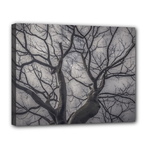 Landscape Forest Ceiba Tree, Guayaquil, Ecuador Canvas 14  X 11  (stretched) by dflcprintsclothing