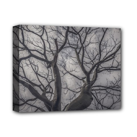 Landscape Forest Ceiba Tree, Guayaquil, Ecuador Deluxe Canvas 14  X 11  (stretched) by dflcprintsclothing