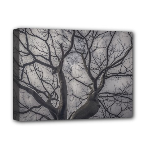 Landscape Forest Ceiba Tree, Guayaquil, Ecuador Deluxe Canvas 16  X 12  (stretched)  by dflcprintsclothing