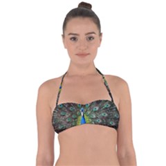 Peacock Bird Feathers Pheasant Nature Animal Texture Pattern Tie Back Bikini Top