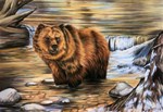 Brown Bear