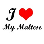 I Love My Maltese