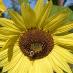 Yellow Sunflower