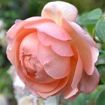 Peach Peony Flower