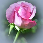 Pink Rose Bud