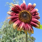 Red Sunflower