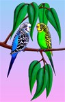 Budgies in the Gum Tree