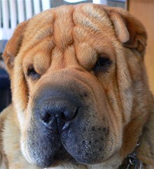 shar pei