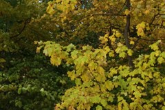 vermont fall trees bottom