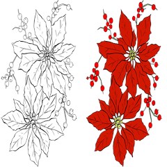 poinsettia flower coloring page