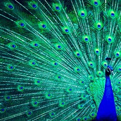 green and blue peafowl peacock animal color brightly colored