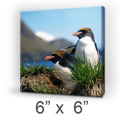 Mini Canvas 6  x 6  (Stretched) Icon