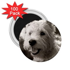 Westie Puppy 100 Pack Regular Magnet (round) by Koalasandkangasplus