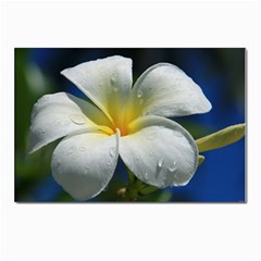 Frangipani Tropical Flower 10 Pack Large Postcard