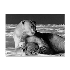 Vintage Usa Alaska Mother Polar Bear 1970 10 Pack A4 Sticker