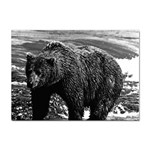 Vintage USA Alaska brown bear 1970 100 Pack A4 Sticker Front