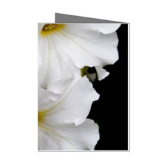 White Peonies   8 Pack Small Greeting Card