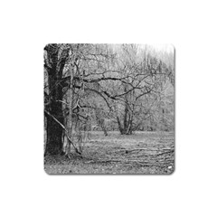 Black And White Forest Large Sticker Magnet (square) by Elanga