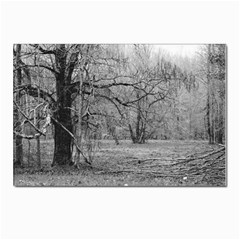 Black And White Forest 10 Pack Small Postcard by Elanga