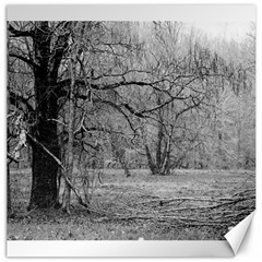 Black And White Forest 20  X 20  Unframed Canvas Print by Elanga